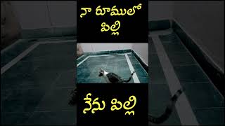 నా పిల్లి #sivavlogs #beautifully #viralvideo #nature #అద్భుతమైన #biker