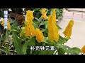 这种花真的可以养！寓意好、花期长，就算夏天也会花开不断！