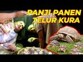 RARE OCCASION PANJI | HARVESTING SULCATA EGGS