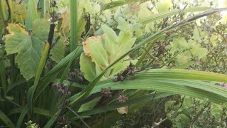 新西兰居家花园常见野菜辨识