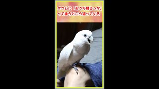 オウムに「おうち帰ろっか」って言ったらこう返ってくる　When I tell cockatoo to go home,cockatoo responds like this #Shorts