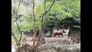 軽快にステップを踏むヒガシクロサイ