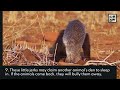 10 honey badger facts the mighty psycho weasel animal a day