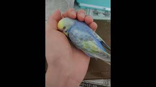 頭よしよしで寝ちゃうセキセイインコ🥰