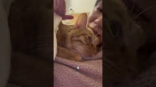 小猫：不会说别说。 这小猫谁养谁不迷糊 猫猫真的好像个小宝宝 心思全写在脸上的猫 谁能拒绝主动爬你怀里的小猫咪呢 这小猫谁养谁不迷糊啊