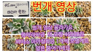 10월 31일 마지막날  번개영상 콩마리아금+마리아철화 써비스 나가욤 얼른 품으세요#금다육 #다육 #다육이키우기 #이벵