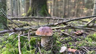 🍄‍🟫🍁Steinpilze sammeln im Herbst - เห็ดผึ้งหวานเยอรมัน2024 🍄‍🟫🍁