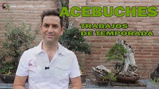 ACEBUCHES, OLEA SYLVESTRIS, TRABAJOS DE TEMPORADA