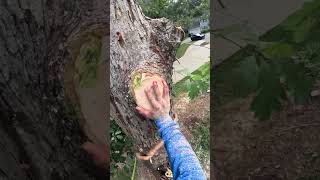 Acorn tree & shrubs services LLC #treeremoval
