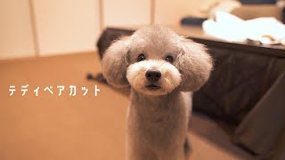 🐶トリミングでテディベアカットになった犬が可愛い過ぎて萌えたw【トイプードル】