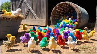 Animations That Will BLOW Your Mind 100 Colorful Chicks With One Aseel Hen