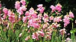 African Corn Lily Flowers