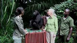 L'incroyable geste de Wounda à Jane Goodall