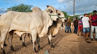 FEIRA DE GADO DE CARUARU PE A PARTIR DE R$250, TERÇA FEIRA, (11/02) #nordeste