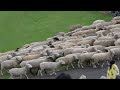 🐑マザー牧場　ひつじの大行進の様子です❗️