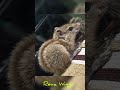 squirrel videos videos 🐿️🥰 shorts அணில் பிள்ளை