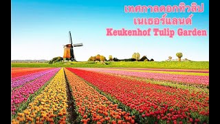 เทศกาลชมดอกทิวลิป ประเทศเนเธอร์แลนด์ Keukenhof Tulip Garden