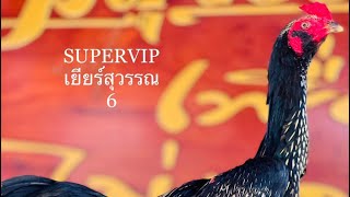 เยียร์สุวรรณ+แดงหล่อมหานคร @เบิร์ดส.มีสุวรรณ @ไก่เยียร์พม่าม้าล้อแข็งหน้าส