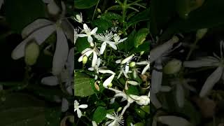 Clematis  Terniflora /Aromatic jui/ জুঁই