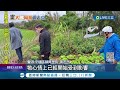 失蹤狒狒現蹤 桃園居民通報疑似腳印.啃菜牙痕 農業局派人搜索廢棄屋請牠