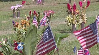 Feral cats a growing problem at Kaneohe veterans cemetery