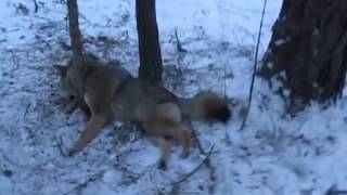 Montana Coyote Trapping 2017