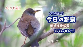 ギター日記　今日の野鳥　・　岩槻文化公園　2024年3月13日