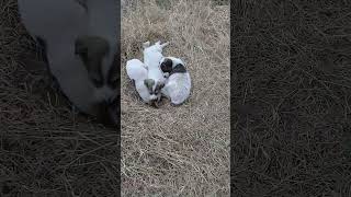 Cute Stray puppies sleeping in winters evening | Mountain Village | Nature Buddies #shorts #animals