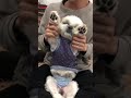 【シーズー】流行りのダンス踊ってみた dog シーズー 犬 犬との暮らし