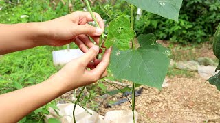 丝瓜掉花不成瓜，简单一个小动作，结果大又多