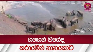 ග‍ෙඟෙන් වගේද කරාමෙන් නානකොට - Pinnawala Elephants -| Rupavahini News