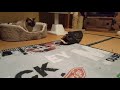 紙袋で遊ぶ猫～cat playing with paper bag～