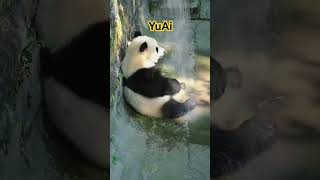 熊猫渝爱在洗澡和玩水，边玩边跳舞，玩很开心。YuAi washing and palying #panda #熊猫 #熊猫渝爱