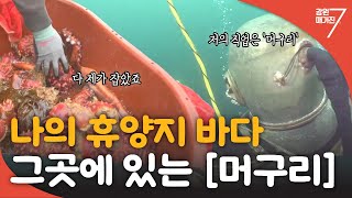 [일터로의 여행] 머구리의 하루 / 강원매거진7 / G1방송 / 20240524