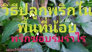 วิธีปลูกพริกพื้นที่น้อย วิธีปลูกพริกในกระถาง  พริกชอบร่มรำไร   แม่มะลิซ้อนเกษตรอินทรีย์