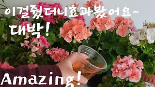 #제라늄여름철예방과관리#친환경살충제만들기효과봤어요