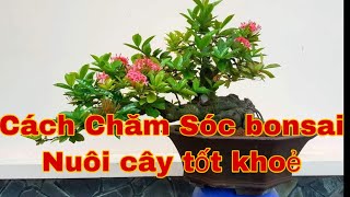 Cách nuôi bông trang bonsai p20 | Cách Chăm sóc Bonsai | Trang Bonsai | Care bonsai | Jack