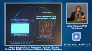 Amy Arnsten, Unique regulation of prefrontal cortical circuits: Poitras Center and Stanley Center