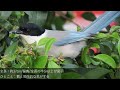 日本の野鳥105種【コンデジ野鳥撮影】