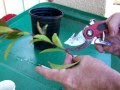 How to grow🌳Photinia from cuttings and other bushes DIY