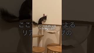 【誰がアザラシやねん🫲】チンチラと猫のリアル鼻セレブ比較＃chinchilla＃チンチラ＃shorts