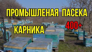 Технология содержания, промышленная пасека карники. Пакеты украинской степной пчелы