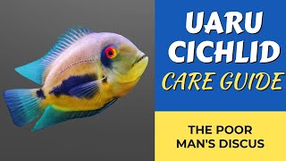 UARU CICHLID CARE GUIDE