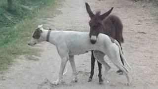 Mxtube Net Donkey Mating Pig Mp4 3gp Video Mp3 Download