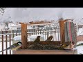 First Snowy Days at the Birdfeeder