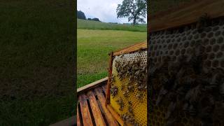 HONEY WITH A VIEW #honey #honig #bee #beekeeper #imker #nature #naturelovers