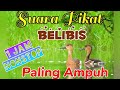 Suara Pikat Belibis 1 Jam Nonstop Paling Ampuh