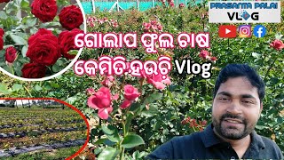 ଗୋଲାପ ଫୁଲ ଚାଷ କେମିତି ହଉଚି଼ ||Rose cultivation || Prasanta Palai Vlogs