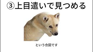 雑学『犬の甘える仕草』＃犬、＃雑学、＃犬雑学、＃いぬ、＃豆知識、＃VOICE VOX（ずんだもん）、＃愛されているサイン、＃VOICE VOX（青山龍星）