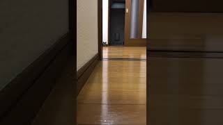 ライガ君の成長記録　やんのかステップ　#ねこ動画 #ねこのいる生活 #short